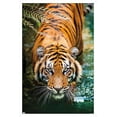 thumbnail image 1 of Tigre - Eau, 1 of 4