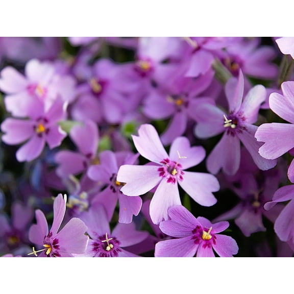 Greenwood Nursery Creeping Phlox Plants, 3 Pint Pots