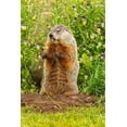thumbnail image 2 of Jaynes Gallery 17x24 Black Ornate Wood Framed with Double Matting Museum Art Print Titled - Minnesota-woodchuck eating-captive, 2 of 4