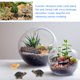 thumbnail image 3 of Micro paisajes para decoración de peceras, tortugas, simulación de paisajismo, figuras en miniatura de tortugas, resina para tartas, 30 unidades, 3 of 6