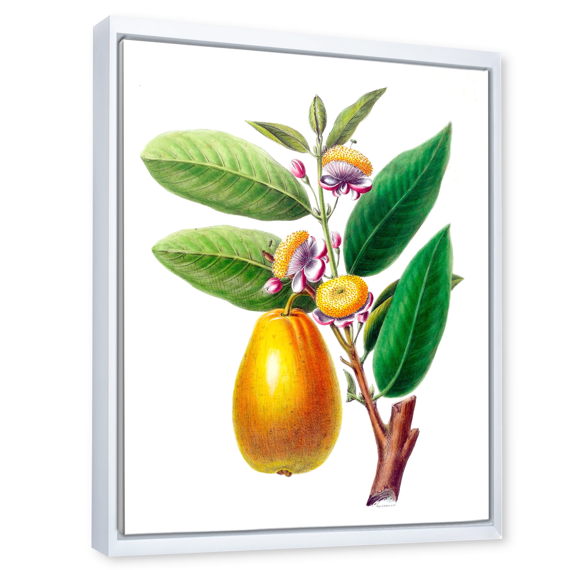 Designart 'Ancient Fruits I' Farmhouse Framed Canvas Wall Art Print