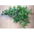 thumbnail image 5 of Thai Basil | Two Live Herb Plants | Non-GMO, Spicy Flavor and Bold Scent, 5 of 5