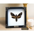 thumbnail image 3 of Death Head Moth Butterfly Shadow Box Wall Art, Handmade Gothic Decorative Display in White Frame, Dark Aesthetic Home Decor for Living Room, Bedroom, Gallery, 3 of 5