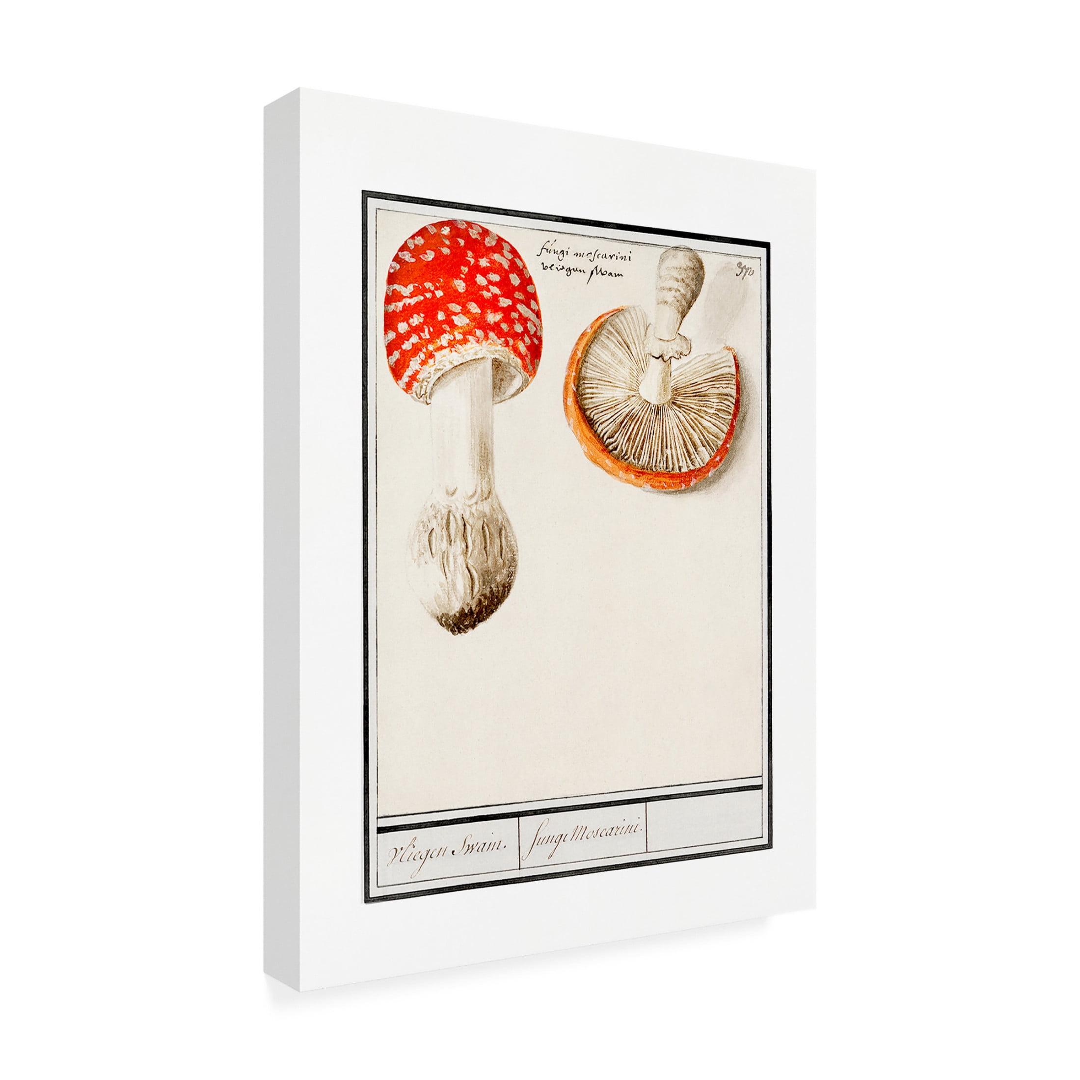 Trademark Fine Art Pictufy  Fly Agaric, Amanita Muscaria Canvas Wall Art
