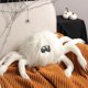 thumbnail image 1 of wonima44 Ashler Halloween Spider Pillows, Spider Shaped Throw Pillow, Cute Fluffy Spider Cushion for Happy Halloween Decorative, White Spider Pillows 10.5 X 10.5 Inches, 1 of 1
