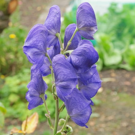 Aconitum carmichaelii–Arendsii Monkshood–Attracts pollinators 1 Gallon