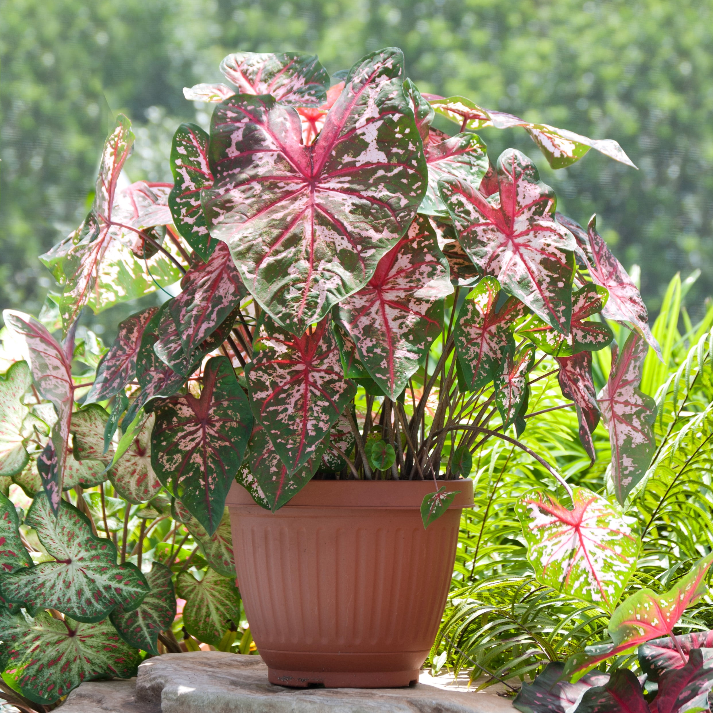 Garden State Bulb Carolyn Whorton Pink Caladium Bulbs, Bare Roots, Spring Planting (Bag of 40)