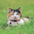 thumbnail image 3 of Flmtop Reflective Puppy Dog Cat Adjustable Collar Release Buckle Neck Strap Pet Supply Black, 3 of 9