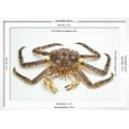 thumbnail image 3 of Red King Crab, Animals Scenic Framed Art Print Wall Art by David Nunuk Sold by Art.Com, 3 of 6