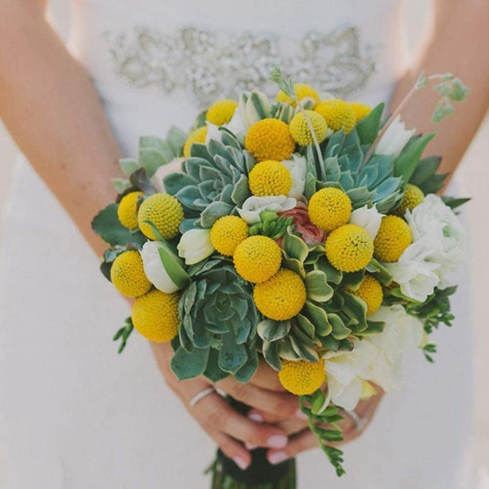 0 Stems Natural Craspedia Dried FlowersYellow Billy Buttons Balls Bouquet Natural Dried Flowers Large Diameter for Home Decor Photo Props DIY Wedding Decoration