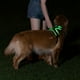 thumbnail image 5 of Arnés Luminoso para Mascotas Arnés Luminoso para Perros Correa de Pecho Ajustable para Mascotas S, 5 of 9