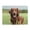 500 Pieces, variant on Brown Fur Open Mouth Field 1000-Piece Wooden Jigsaw Puzzle for Adults, Fun & Challenging Family Game, Stylish Wall Decor & Holiday Gift