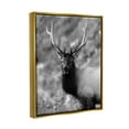 thumbnail image 4 of Stupell Industries Grey Elk Photography Animals & Insects Photography Gold Floater Framed Canvas Art Print Wall Art, 17 x 21, 4 of 10