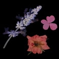 thumbnail image 4 of 1 paquete de adornos florales prensados ​​mixtos de flores secas naturales y coloridas talla 2, 4 of 9