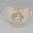 thumbnail image 4 of 1:1 Female Pelvis Model,Life Size Female Pelvic Skeleton Model, Anatomy Model for Science Education, 4 of 5