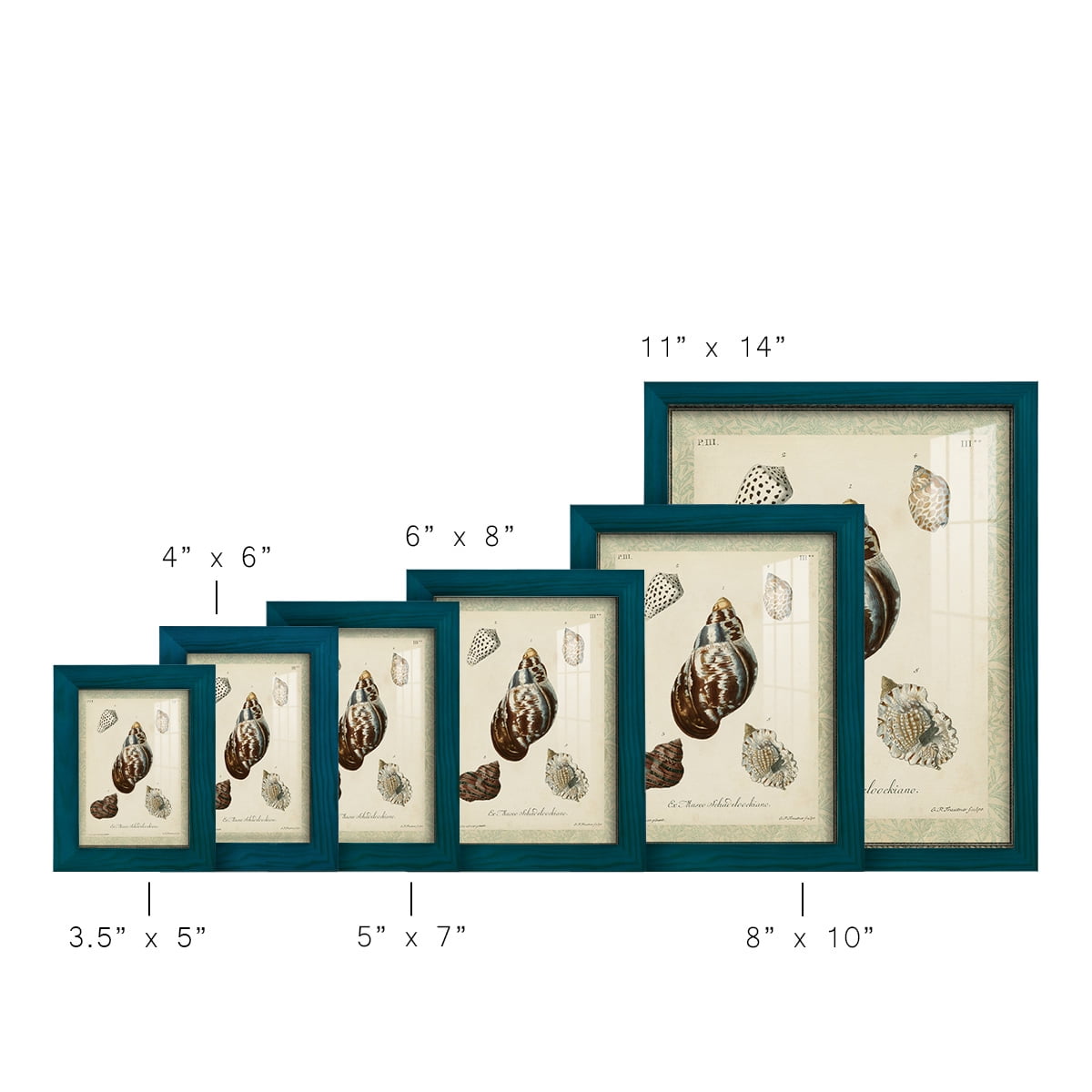 Bookplate Shells VII - Framed Print w/glass - Ocean Blue