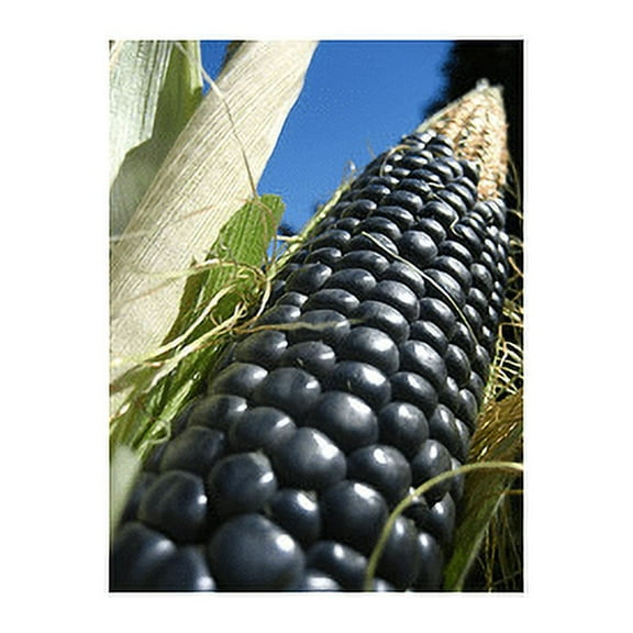 Corn Blue Hopi Ornamental Great Heirloom Vegetable by Seed Kingdom Bulk 1 Lb Seeds