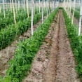 thumbnail image 1 of Plant Climbing Net, Garden Netting, Easy To Install Agriculture For Pea Cucumber Vine, 1 of 8