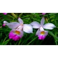 thumbnail image 4 of Purple Bamboo Orchid Live Plant 2" Root  (2 Count) Partial Sun, Perennial, 4 of 7