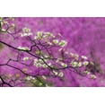 thumbnail image 2 of Jones, Adam 24x17 Black Ornate Wood Framed with Double Matting Museum Art Print Titled - Soft focus view of flowering dogwood tree and distant Eastern redbud-Kentucky, 2 of 4