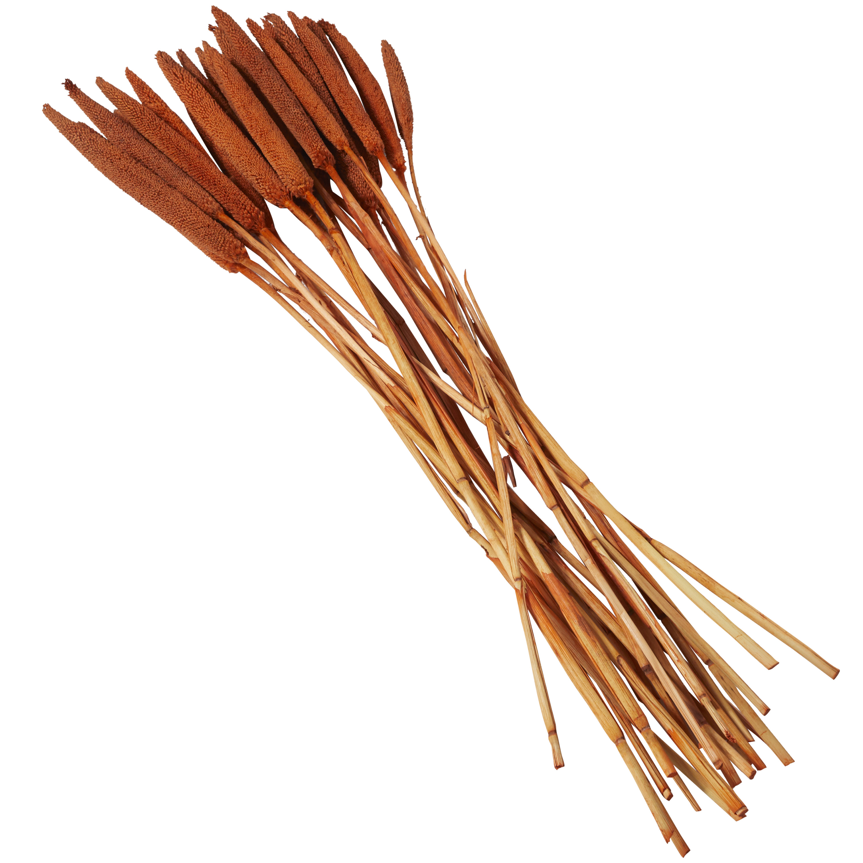 20" Dried Plant Natural Foliage Bunny Tail Bouquet with Long Stems, by DecMode