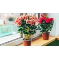 thumbnail image 2 of Gardenera Labs Premium Begonia Plant Potting Mix - Crafted for Lush Growth and Captivating Blooms - 1 Quart, 2 of 3