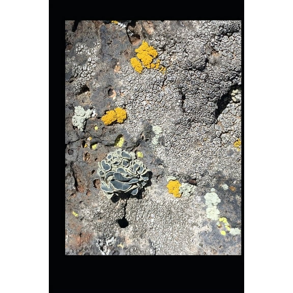 Small Words from Dog Days (Paperback)