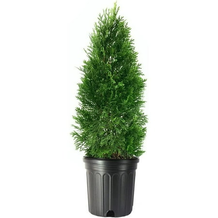 Expert Gardener 2.5QT Arborvitae Emerald Green Evergreen Live Shrubs Full Sun