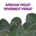 thumbnail image 3 of Harmony Foliage African Violet Rivermist Venus 4 inch Pink Flower, 3 of 10