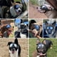 thumbnail image 2 of Gafas para Perro PETLESO para Razas Grandes a Prueba de Viento y UV con Lentes Transparentes, 2 of 8