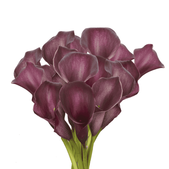 30 Stems of Purple Color Calla Lilies- Beautiful Fresh Cut Flowers- Express Delivery