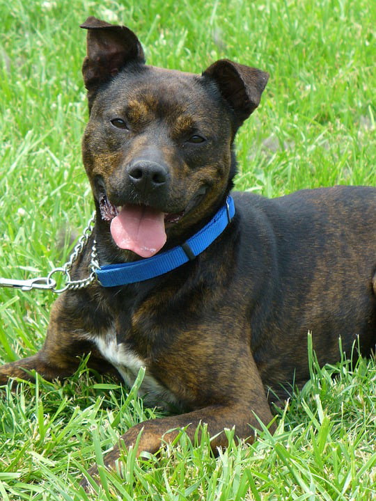 brindle mixed breed dogs
