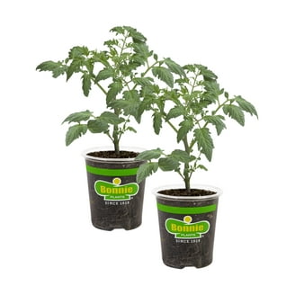 black pepper tree plant Black pepper Plant main image 1