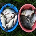 thumbnail image 2 of Pesca nocturna Luminous Popper Lure Snakehead Bass Bait Labymos Gancho, 2 of 7