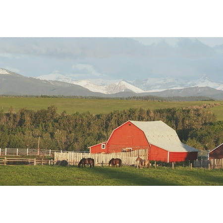 Red Barn With Horses Grazing Stretched Canvas - Michael Interisano  Design Pics (19 x