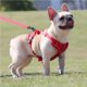 thumbnail image 2 of Methold Pet Harness Set Professional Breathable Reflective Walking Towing Accessories Vest Accessory Rope Outdoor Ropes Dog Leash Suministros para perros No.17 Methold PT002524-17, 2 of 6