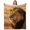 Lion, variant on Cool Golden Lion Blanket Gifts for Women Men Adults Lions Lovers Soft Cozy Sunset Lions Throw Blankets for Travelling Camping Decor Birthday Gifts 50×40 Inch