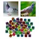 thumbnail image 4 of Paquete de 100 anillos de piezaza de carreras de aluminio de 8 mm para polluelos de aves Bantam Quail Mezcla Colco Bandas para piernas de paloma, 4 of 7