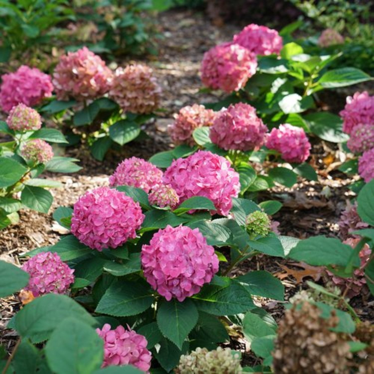 Proven Winners ColorChoice 5" Multicolor Let's Dance Arriba! Reblooming Hydrangea Live Plant in 4.5" Pot (4 Count)