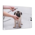 thumbnail image 5 of Cute Pug Bathee Canvas Wall Art  for Home Decor Ready-to-Hang, 5 of 18