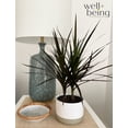 thumbnail image 2 of Nature's Way Farms Dracaena Marginata Magenta Live Plant (8-15 inches tall) in growers pot, 2 of 5