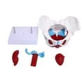 thumbnail image 2 of Pelvic Floor Muscle Model, Exquisite Craftsmanship Durable Teaching Pelvic Model  Details Honest And Reliable  for Home for Tearcher, 2 of 8
