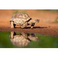 thumbnail image 2 of Ditto, Larry 14x11 White Modern Wood Framed Museum Art Print Titled - Texas Tortoise (Gopherus berlandieri) walking, 2 of 4