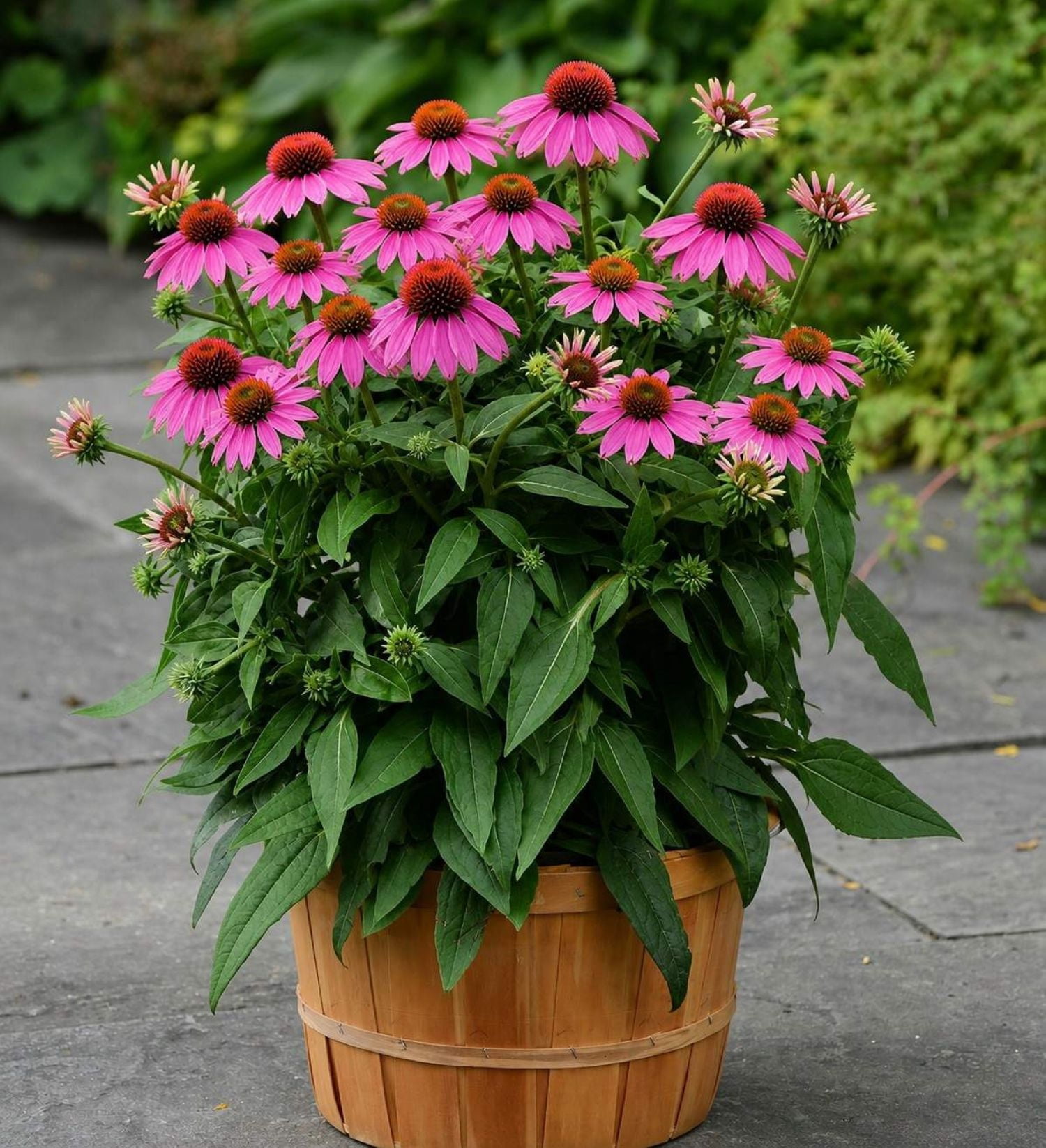 Crazy Pink Echinacea 'Coneflower' (2.5 Quart) Flowering Perennial with Bright Pink Blooms - Full Sun to Part Shade Live Outdoor Plant - Southern Living Plants