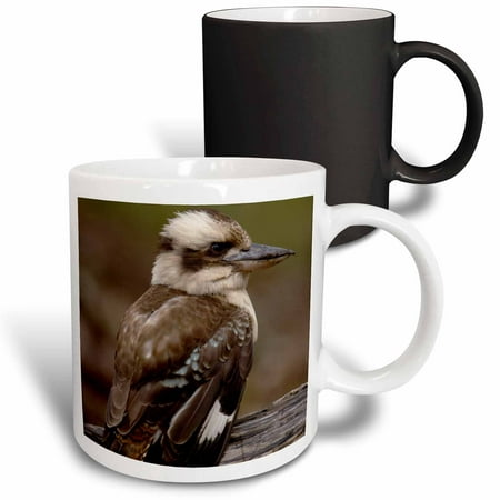 

3dRose Laughing kookaburra bird Stradbroke Island Australia-AU01 POX0046 - Pete Oxford Magic Transforming Mug 11oz