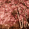 thumbnail image 2 of Pink Flowering Cherry Tree Live in 2.5'' Pot, Vibrant Cherry Blossom Tree for Planting, 2 of 5
