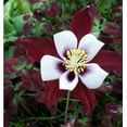 thumbnail image 2 of 20 Seeds BURGUNDY Columbine McKana Giants Flower Seeds, Perennial Colorful, Easy to Grow Attracts Bees and Hummingbirds 20 SEEDS Free Shipping, 2 of 3