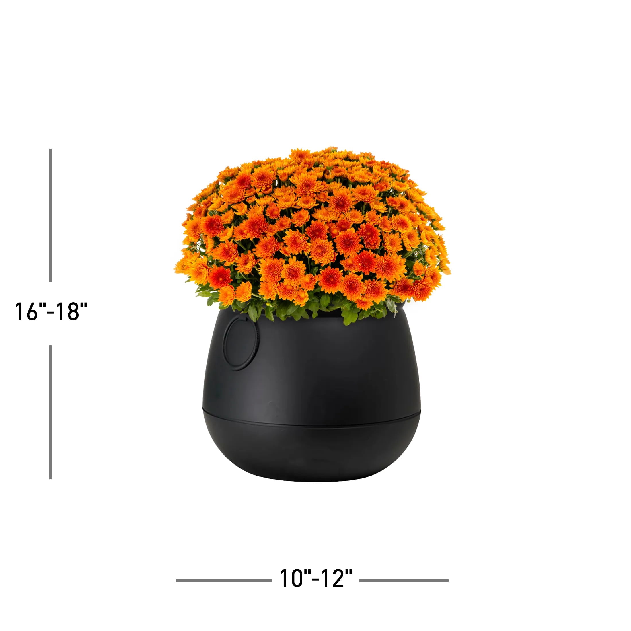 Expert Gardener 12" Orange Garden Mum Live Plant in Halloween Cauldron Planter