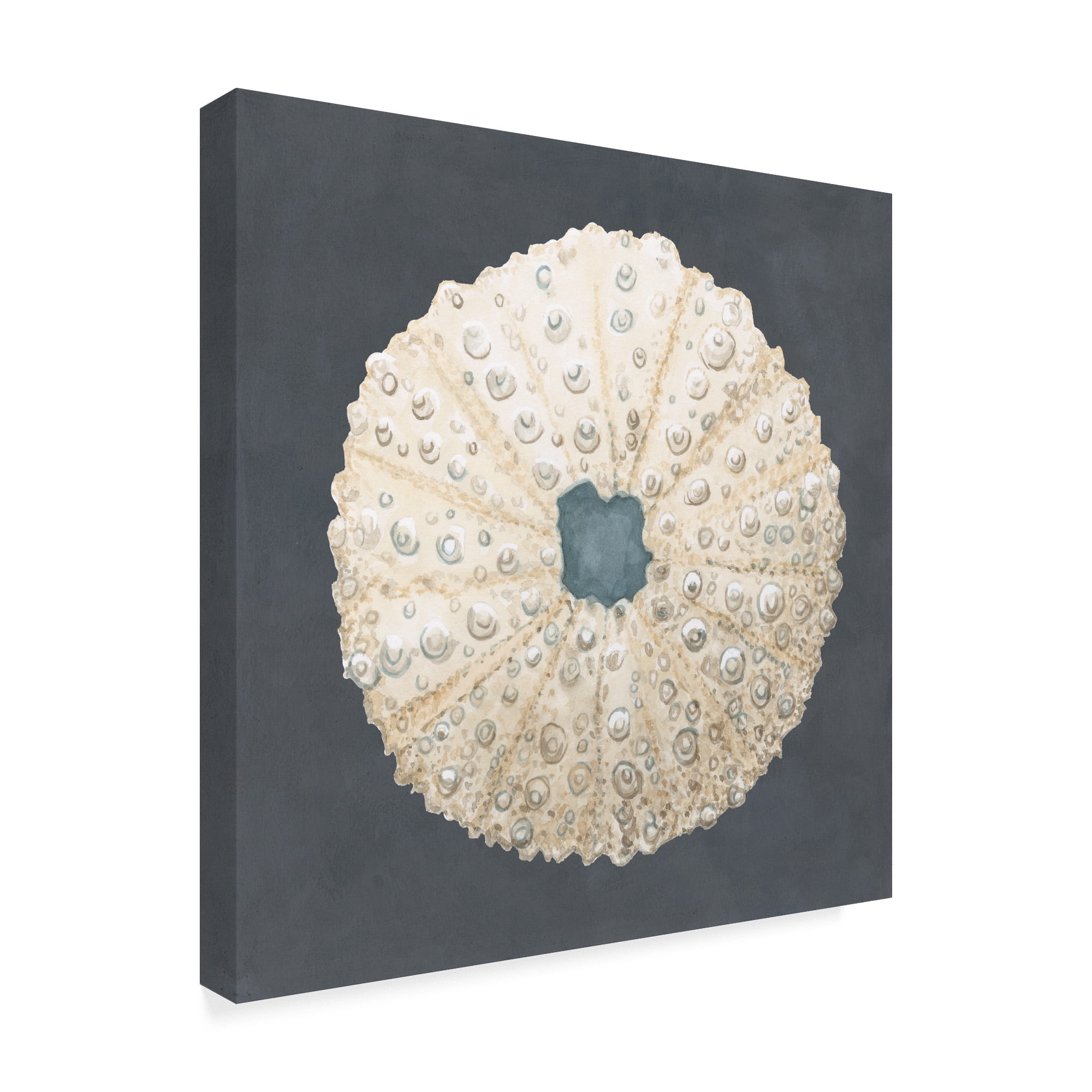 Trademark Fine Art 'Shell on Slate VII' Canvas Art by Megan Meagher