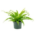 thumbnail image 3 of Plant with Purpose 6 in Bird's Nest Fern Live Houseplant with Bright Indirect Sunlight  - 2 Piece, 3 of 6